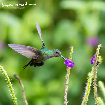 Hummingbirds of Costa Rica